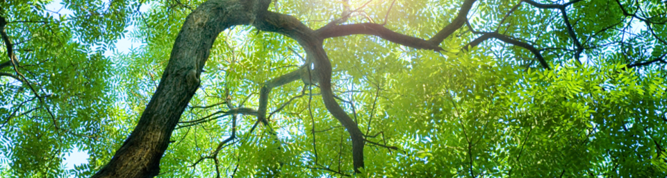 Evolve Therapies Counselling Psychology London