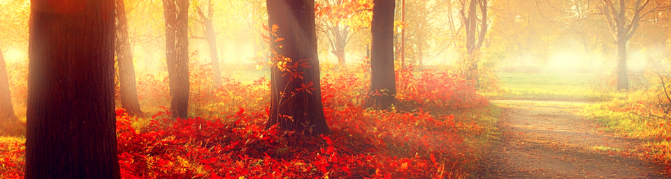 counselling london CBT psychotherapy